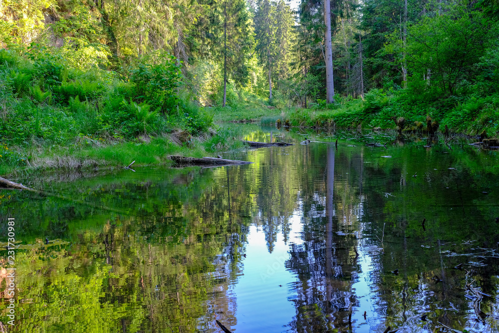 calm river with reflections of trees in water in bright green foliage in summer calm river with reflections of trees in water in bright green foliage in summer