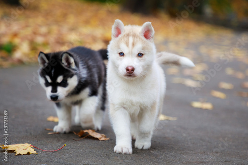 Fototapeta Naklejka Na Ścianę i Meble -  Two husky puppies in an autumn park