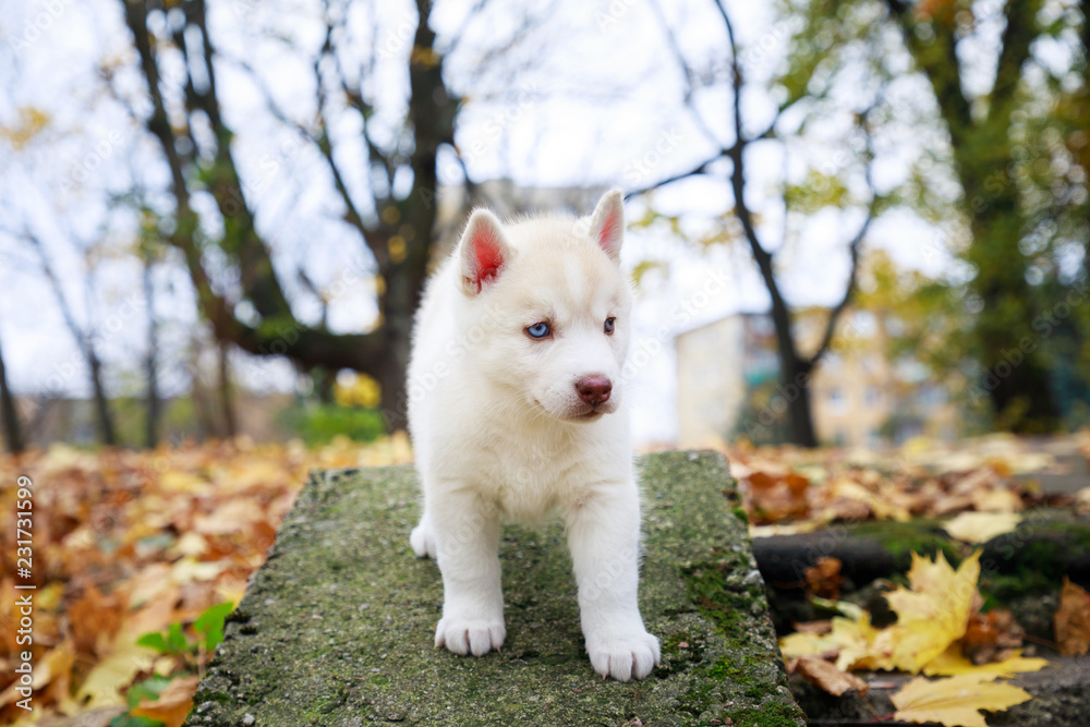 Husky puppy in a park in autumn