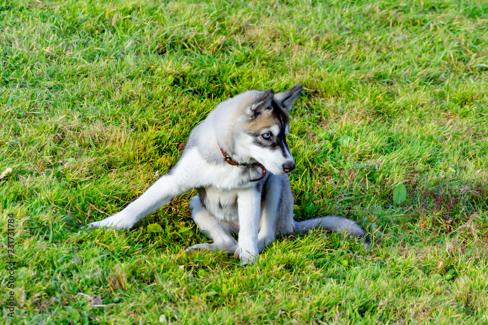 Puppy miniature husky. Dogs play with each other, merry fuss, harmonious relations, correction of behavior and aggressiveness. Obedient pet performs the commands of its owner. Deliverance from barking Puppy miniature husky. Dogs play with each other, merry fuss, harmonious relations, correction of behavior and aggressiveness. Obedient pet performs the commands of its owner. Deliverance from barking