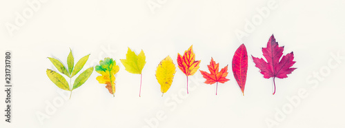 Top view Different types of tree fall leaves in a row gradient from green to dark red on white background. Selective focus. Autumn season. Life cycle concept. Copy space. Wide banner. Vintage toning.