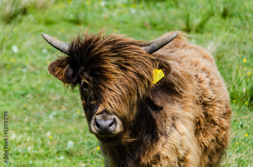 Hochland-Rind mit Frisur