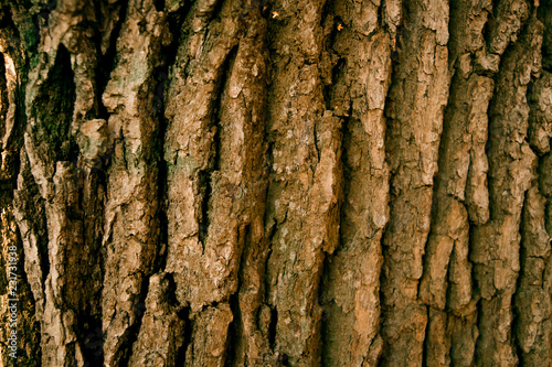 Tree bark close-up with copy space. The concept of wooden texture.