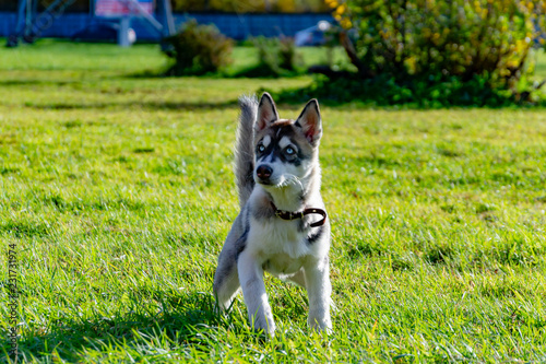 Puppy miniature husky. Dogs play with each other, merry fuss, harmonious relations, correction of behavior and aggressiveness. Obedient pet performs the commands of its owner. Deliverance from barking photo