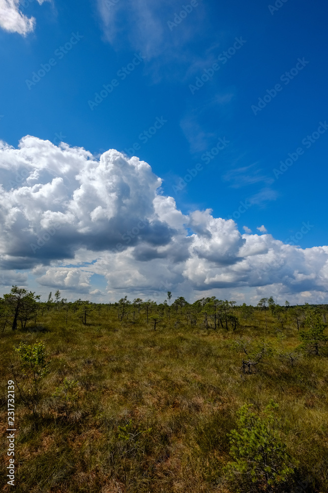 empty swamp landscape with water ponds and small pine trees