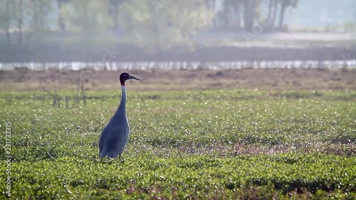 Sarus crane in Bardia national park, Nepal - specie Grus antigone family of Gruidae photo