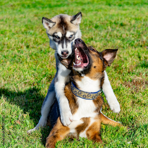 Puppy miniature husky. Dogs play with each other, merry fuss, harmonious relations, correction of behavior and aggressiveness. Obedient pet performs the commands of its owner. Deliverance from barking photo