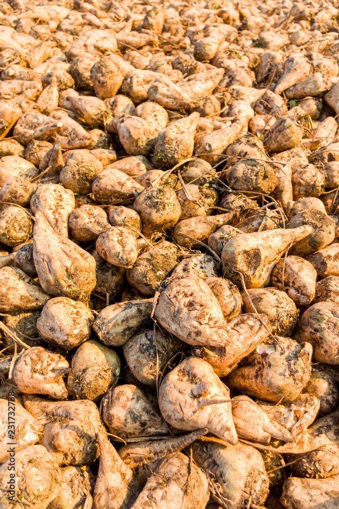 Zuckerrüben, die Ernte liegt auf einem Haufen zum Abtransport zur Zuckerfabrik, Sugar beet, the harvest is in a pile for transport to the sugar factory Zuckerrüben, die Ernte liegt auf einem Haufen zum Abtransport zur Zuckerfabrik, Sugar beet, the harvest is in a pile for transport to the sugar factory