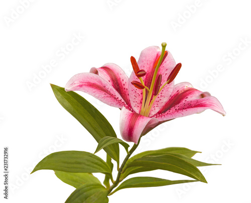 Fototapeta Naklejka Na Ścianę i Meble -  Lilium    on a white background isolated