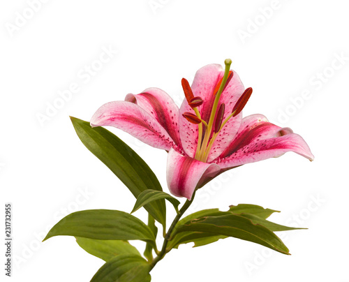 Fototapeta Naklejka Na Ścianę i Meble -  Lilium with leaves nibbled   on a white background isolated