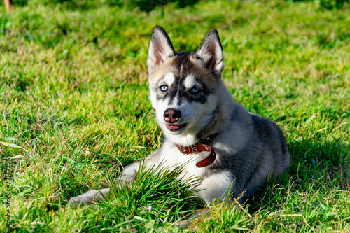 Puppy miniature husky. Dogs play with each other, merry fuss, harmonious relations, correction of behavior and aggressiveness. Obedient pet performs the commands of its owner. Deliverance from barking