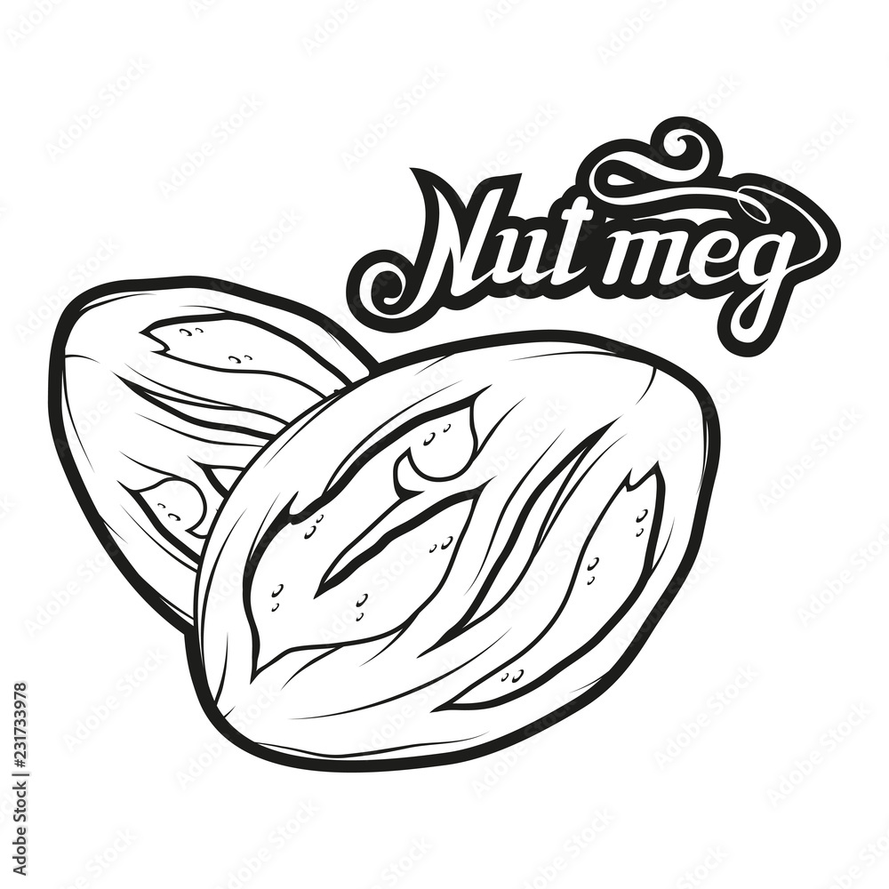 hand drawn nutmeg powder, spicy ingredient, nutmeg logo, healthy organic food, spice nutmeg