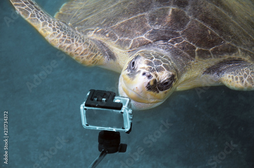 Photography A huge turtle is looking into an action camera