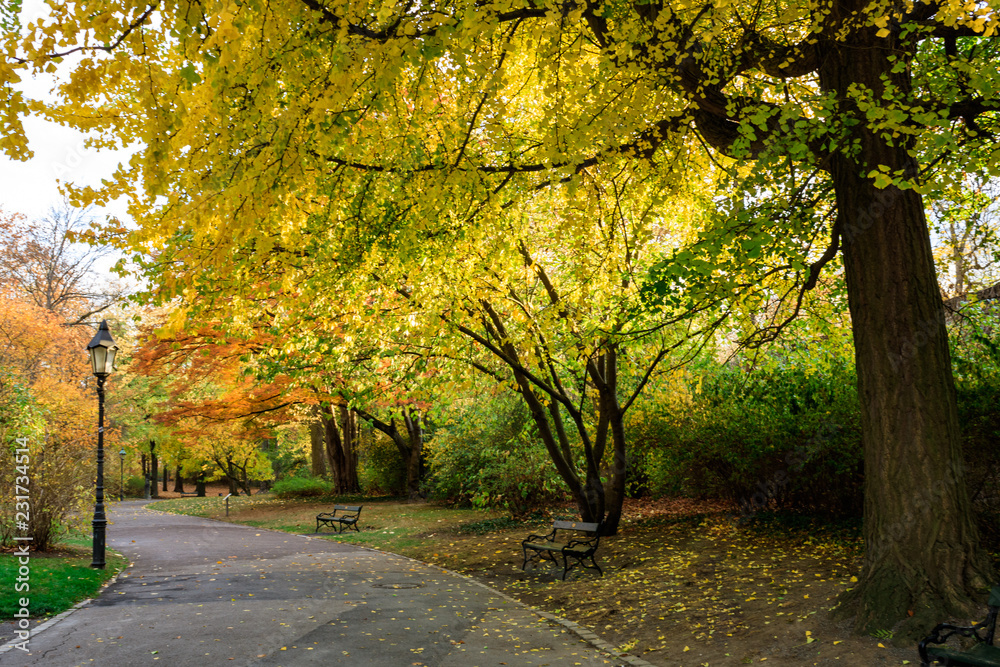 Allee mit Straßenlaterne und Parkbank umgeben von gelben Blättern.