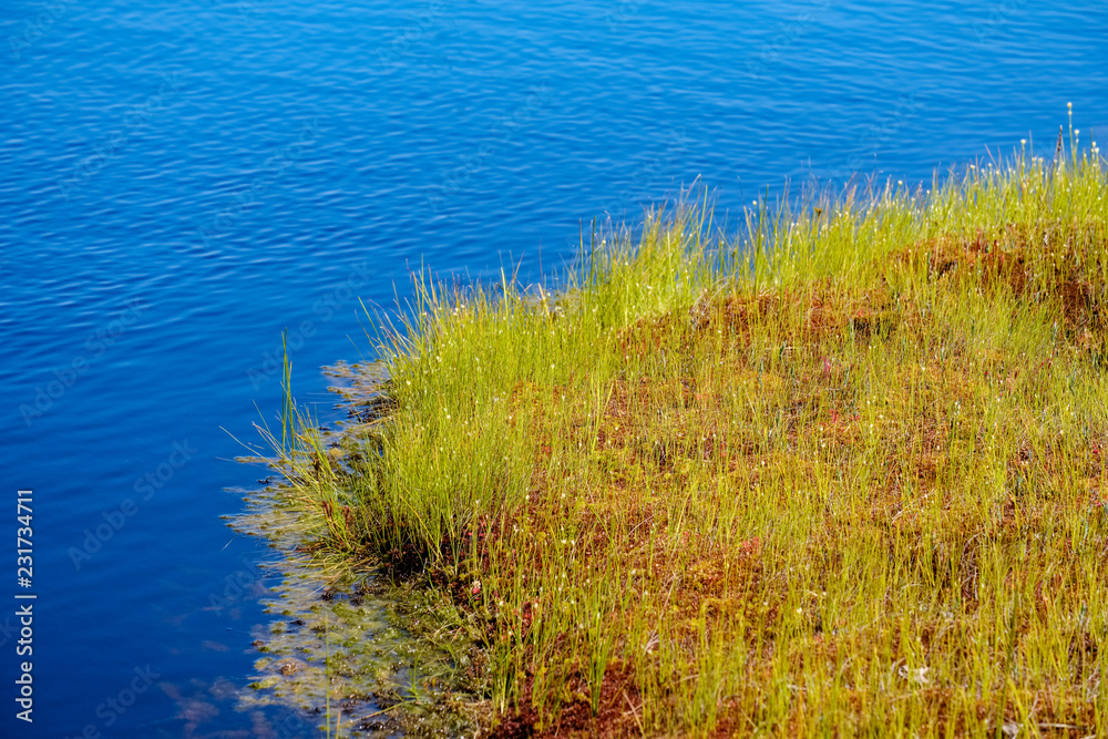 empty swamp landscape with water ponds and small pine trees