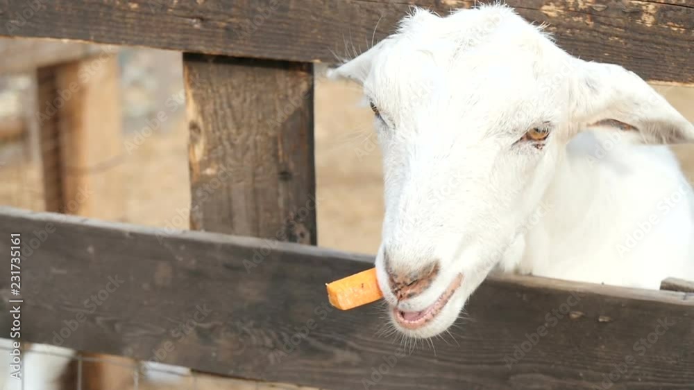 White goat eats carrot on the farm closeup White goat eats carrot on the farm closeup