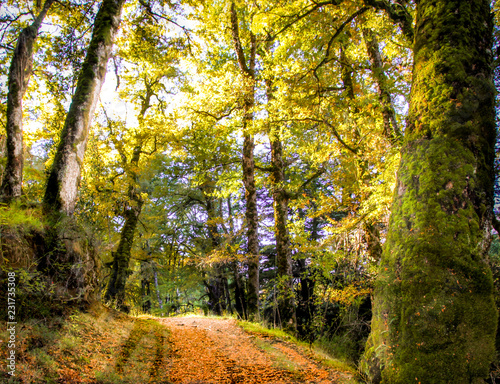 Bosque Patagonico, Chachi, San Martin de los Andes, Neuquen, Patagonia Argentina photo