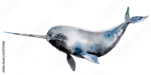 Gray narwhal isolated on a white background, watercolor photo