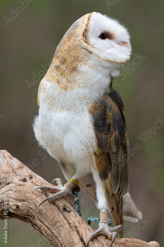 Barn Owl