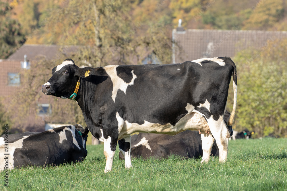 cows in a field