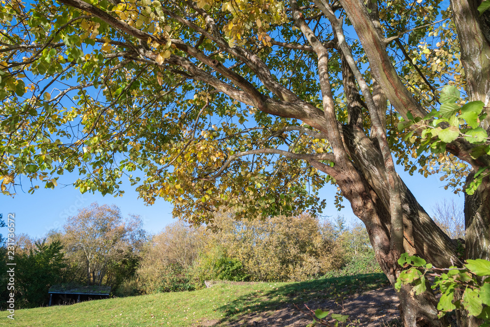 Fototapeta premium Tree with golden leaves and reflections from waves in a pond shown on the trunk and branches