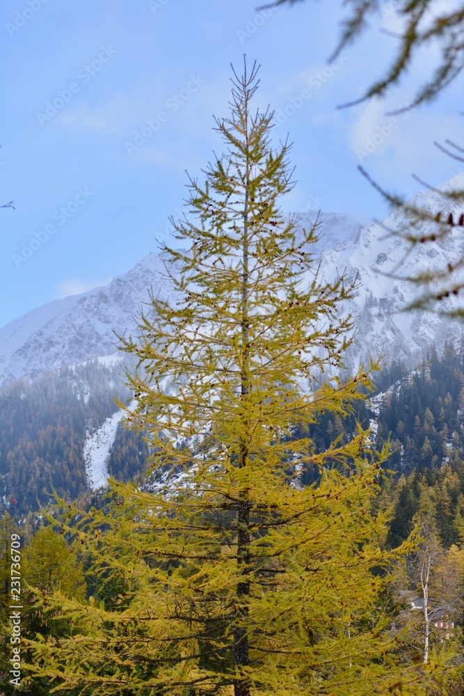 Schweitzer Alpen Schweitzer Alpen
