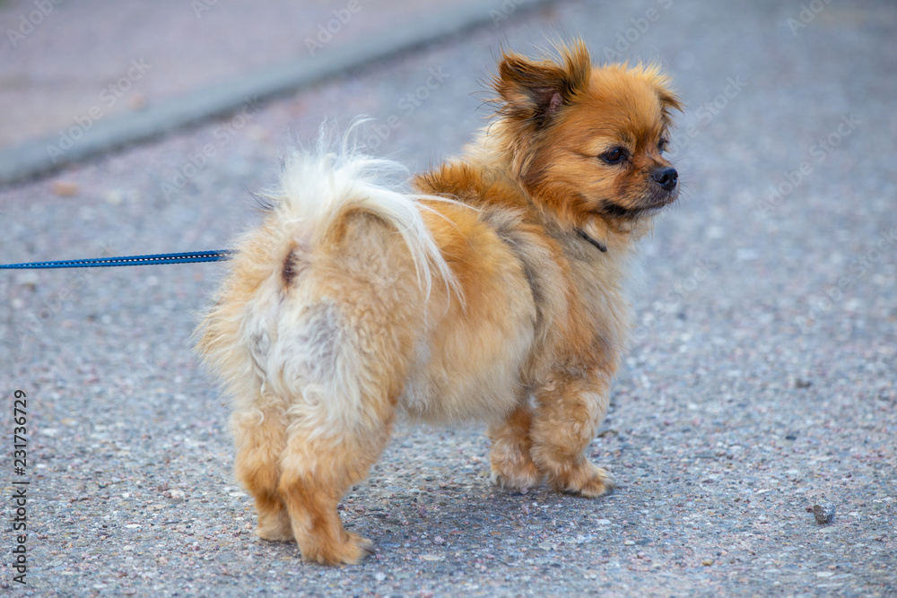 Cute small affenpinscher dog breed on a leash.