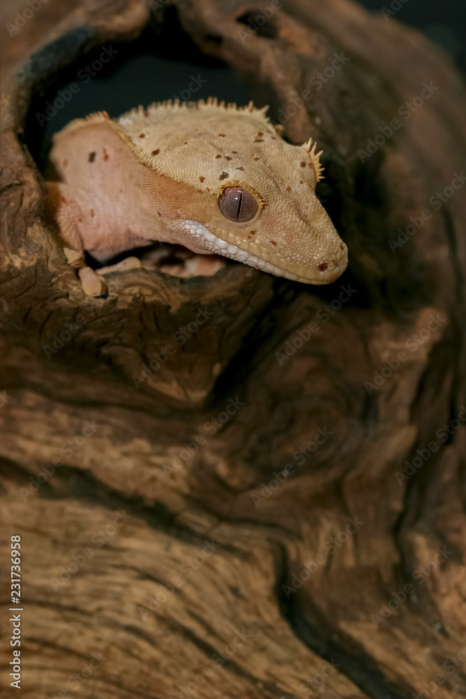 Obraz premium Close up Crested gecko (scientific name: Correlophus ciliates) crawling on brown dry wood. This animal is a cutie pet and it is one species in group of New Caledonia Geckos.