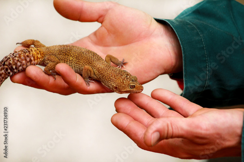Guy with gecko. Man holds in hands reptile gecko. Common leopard reptile gecko of pets. Exotic tropical cold-blooded animals, zoo. Male hands is holding common gecko. Pet at home gecko.