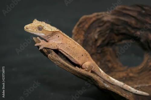Crested gecko  scientific name  Correlophus ciliates  crawling on brown dry wood. This animal is a cutie pet and it is one species in group of New Caledonia Geckos.