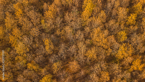 Autumn tree background. Top down view from drone.