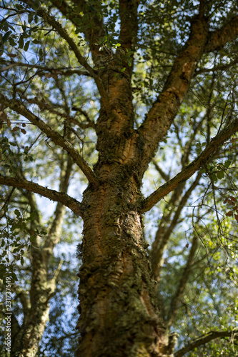 Holm oak bark Acorn tree on a sunny day.