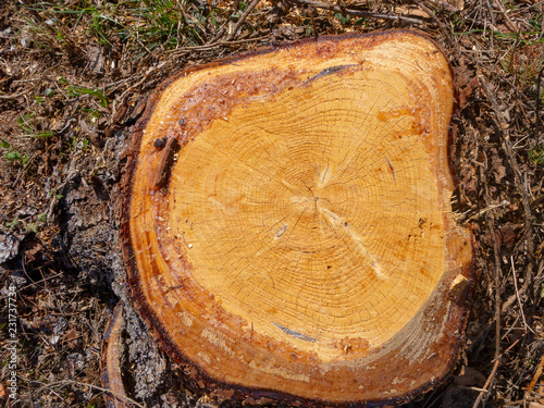 Fresh cross cut of yellow wood. Pine tree stump with cracks and resin along the edges photo