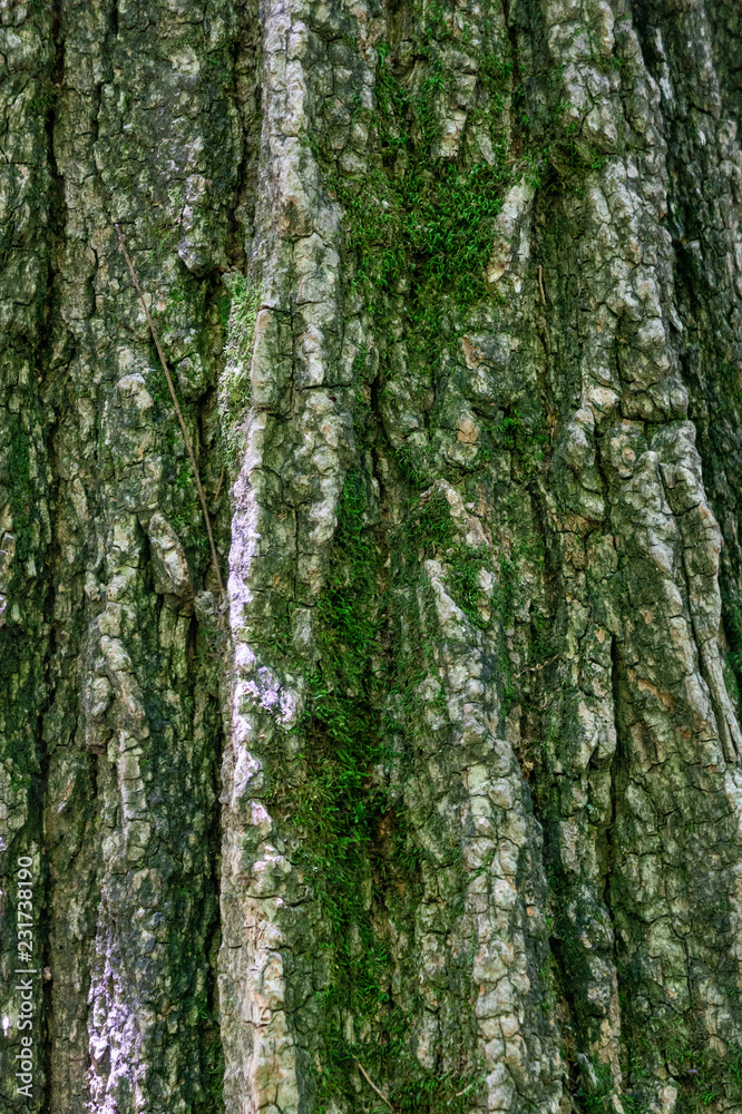 Oak texture
