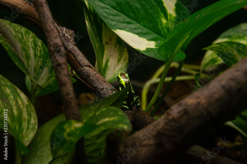 rain forest frog