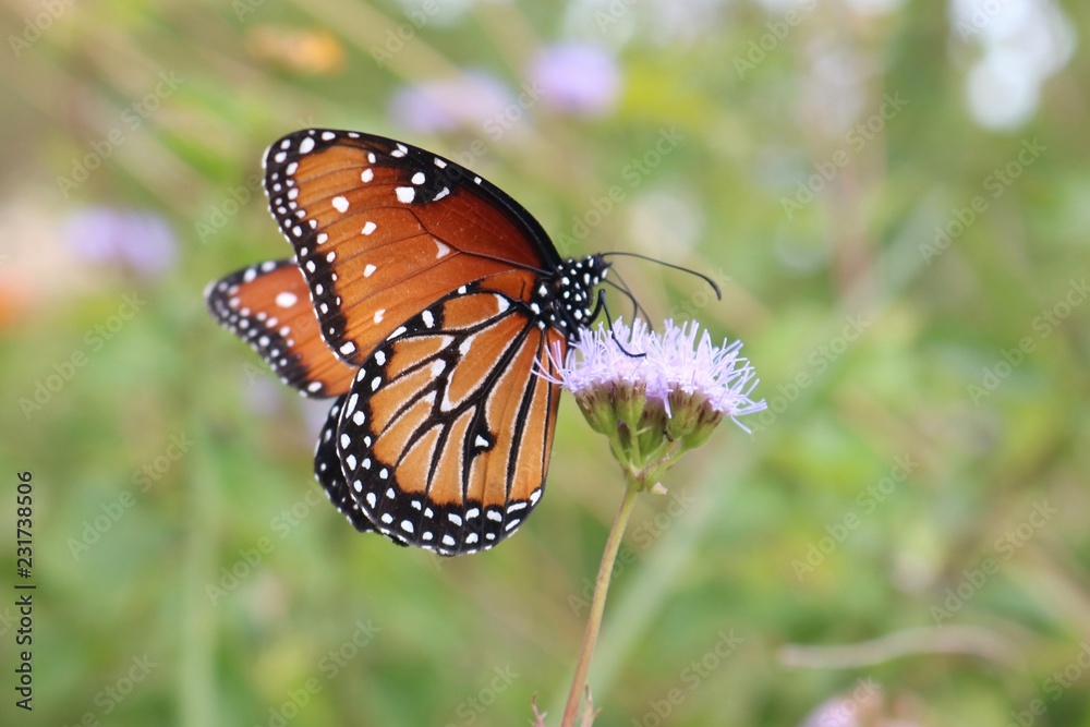Obraz premium Closeup of a monarch butterfly on a purple wildflower about to fly away