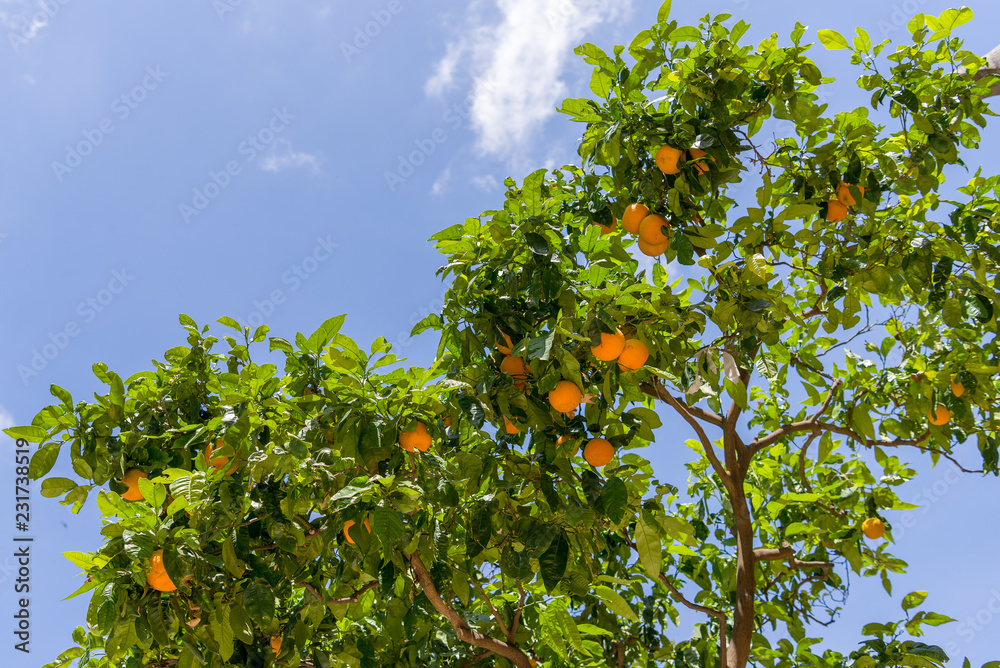 An oranges tree on background of the sky