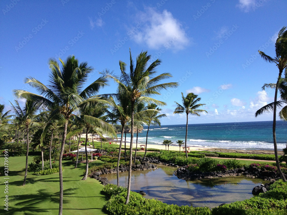 Palm trees in Kauai Hawaii in the morning