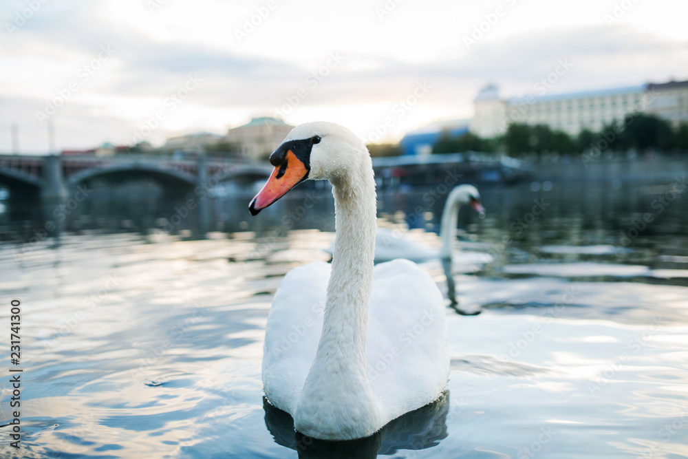 A beautiful white swan swimming on river Vltava in Prague.