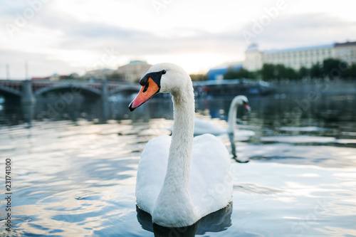 A beautiful white swan swimming on river Vltava in Prague.