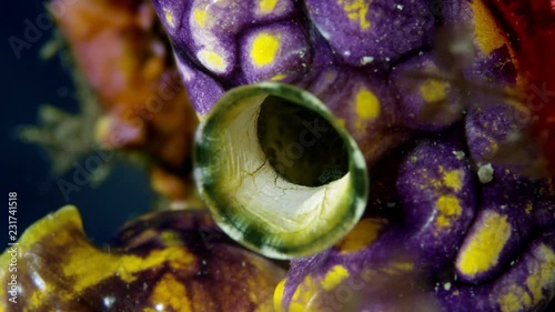 Close up  of a Golden Sea Squirt (Polycarpa aurata) photo