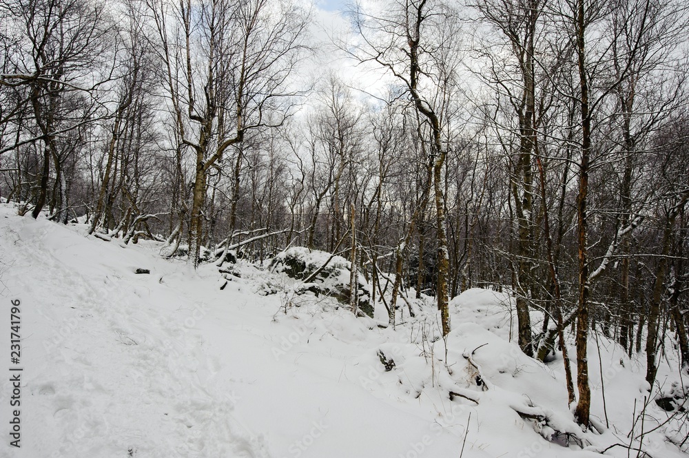 Fototapeta premium Winter landscape covered with snow