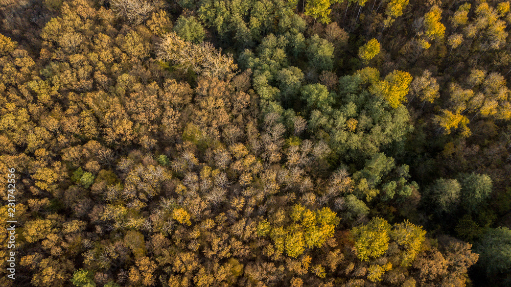 Autumn tree background. Top down view from drone. Autumn tree background. Top down view from drone.