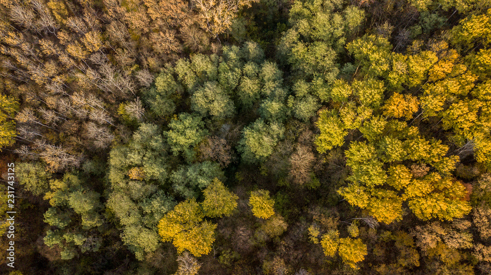 Autumn tree background. Top down view from drone. Autumn tree background. Top down view from drone.