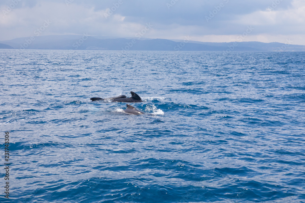 herd of pilot whales swimming in Atlantic Ocean herd of pilot whales swimming in Atlantic Ocean