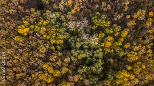 Autumn tree background. Top down view from drone.