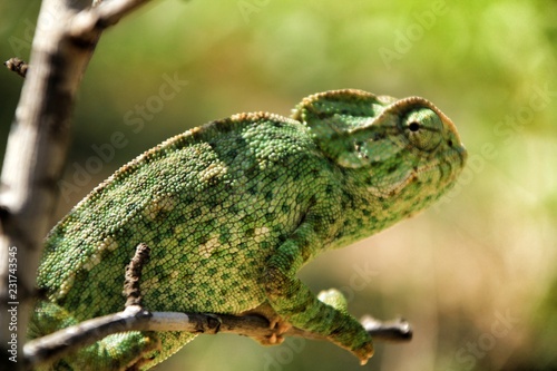 Chameleon on a branch under the sun