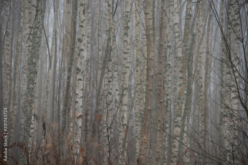 Fototapeta premium the natural background