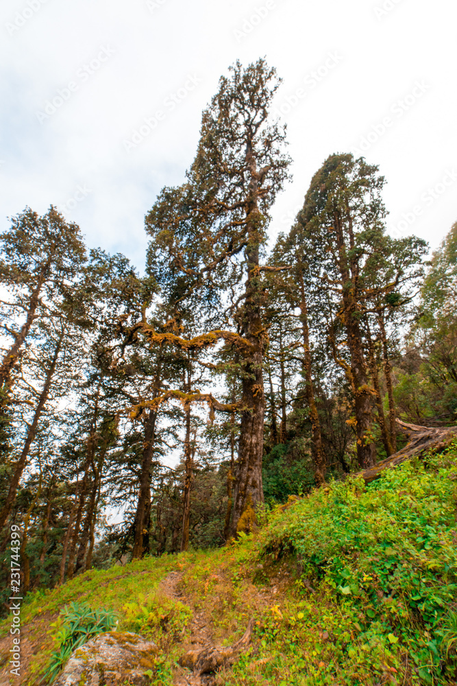 Khaliya Top Trek / Forest Trek - Munsyari, Uttarakhand, India