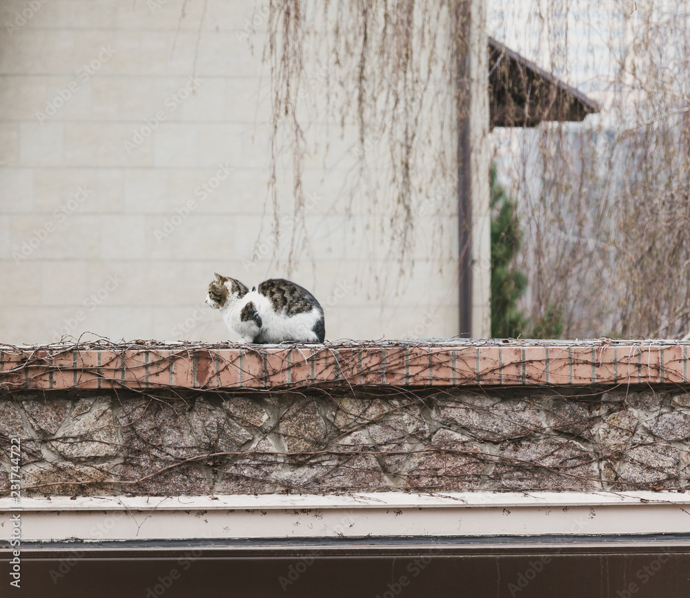 Fluffy cat sitting on stone fence against white wall background